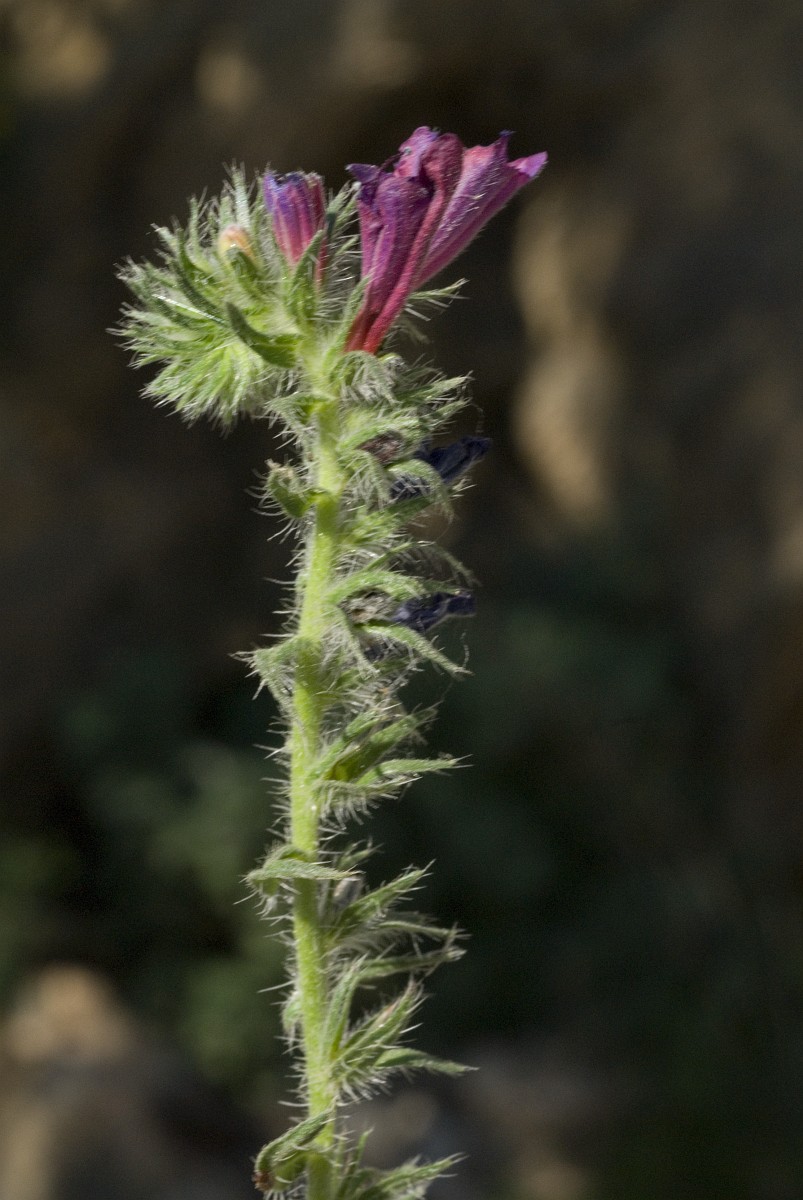 Echium creticum